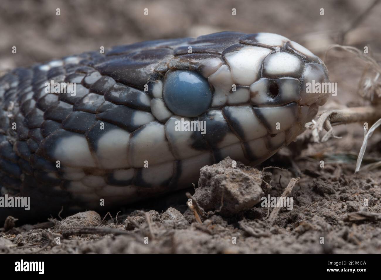 The clouded eye of a California Kingsnake (Lampropeltis californiae) indicates this snake is about to shed its skin. Stock Photo