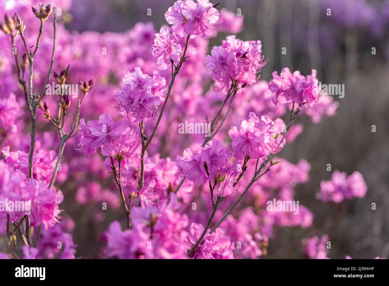 Close up of flowers of Rhododendron dauricum. popular names rosemary