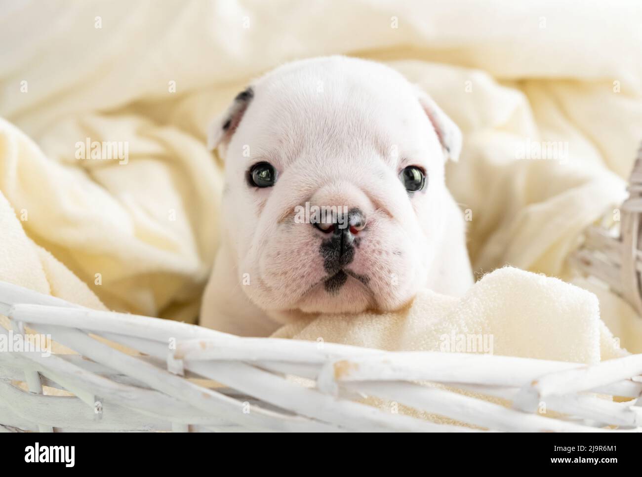 How Much Should English Bulldog Puppies Sleep