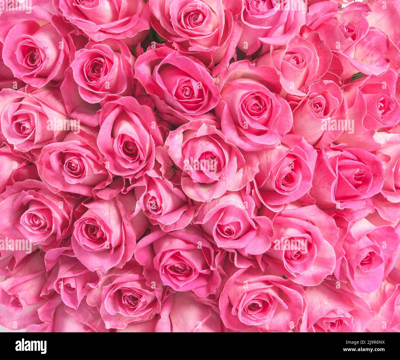 Background image of pink roses Stock Photo - Alamy