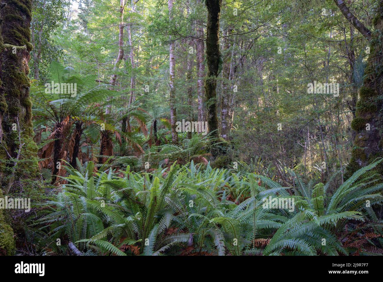 Rainforest of beech trees and forest floor cover of crown fern along Kelper Track, Te Anau, New Zealand. Stock Photo