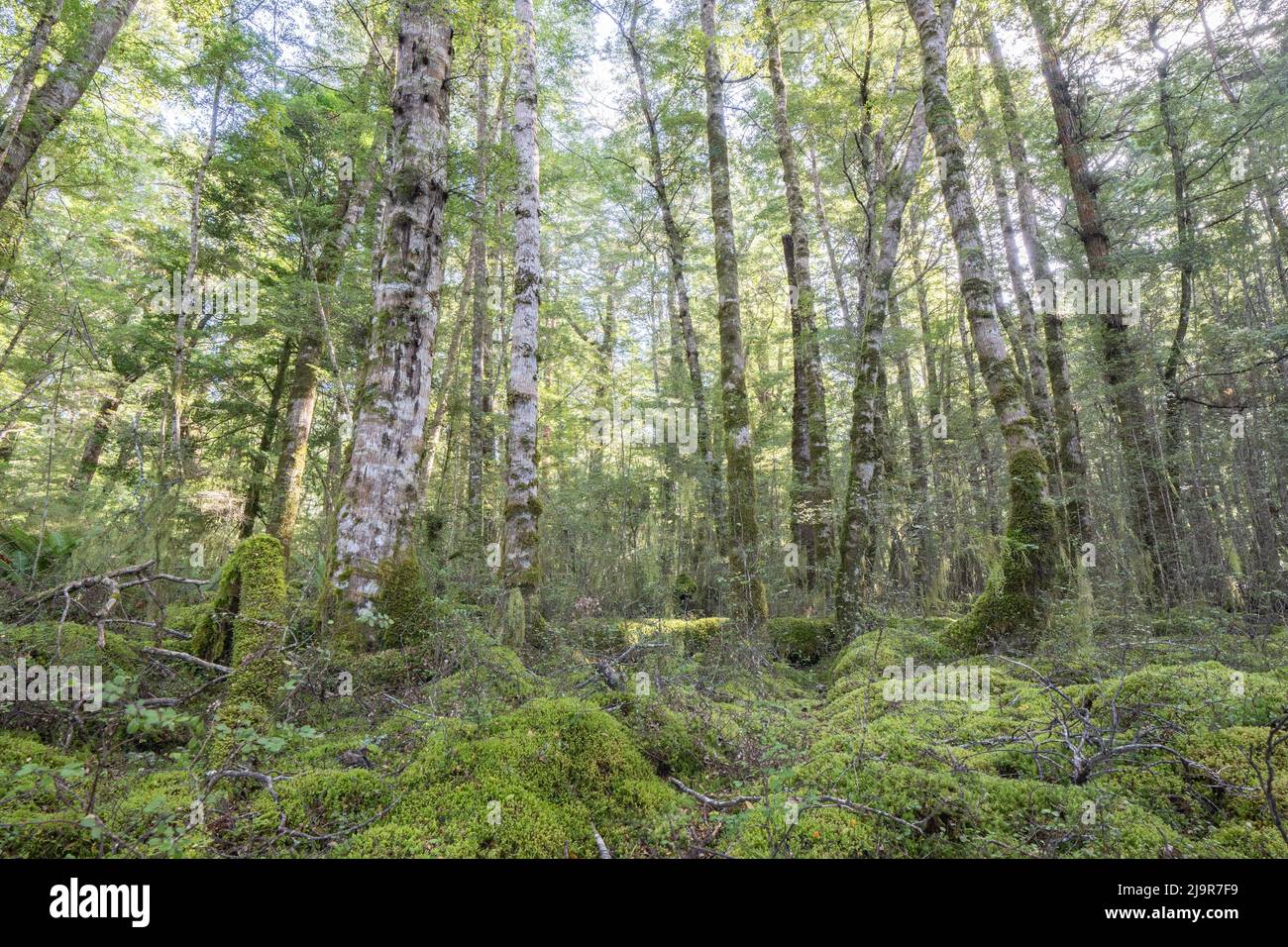 Tall trees converging skyward of beech rain forest in Fiordland, New