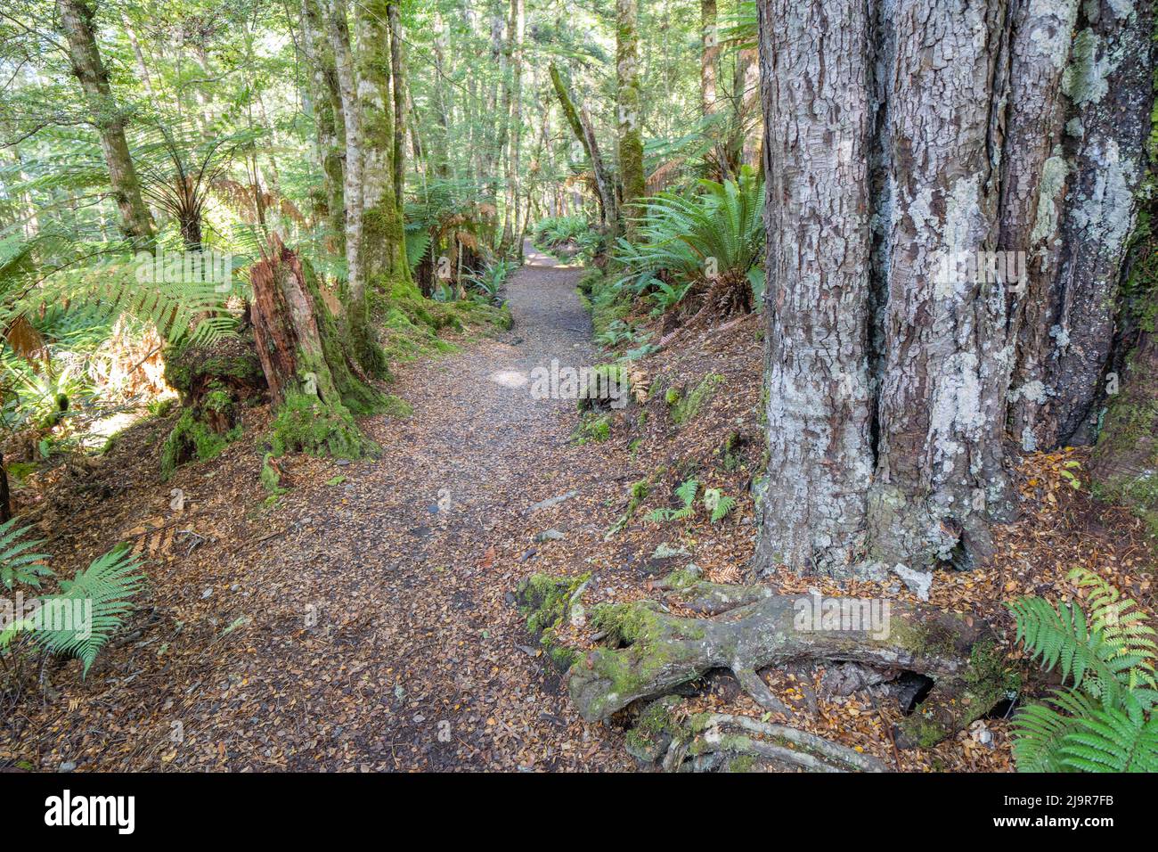 Kepler Track path leading through beech and ferns of rain forest, Te Anau, New Zealand. Stock Photo
