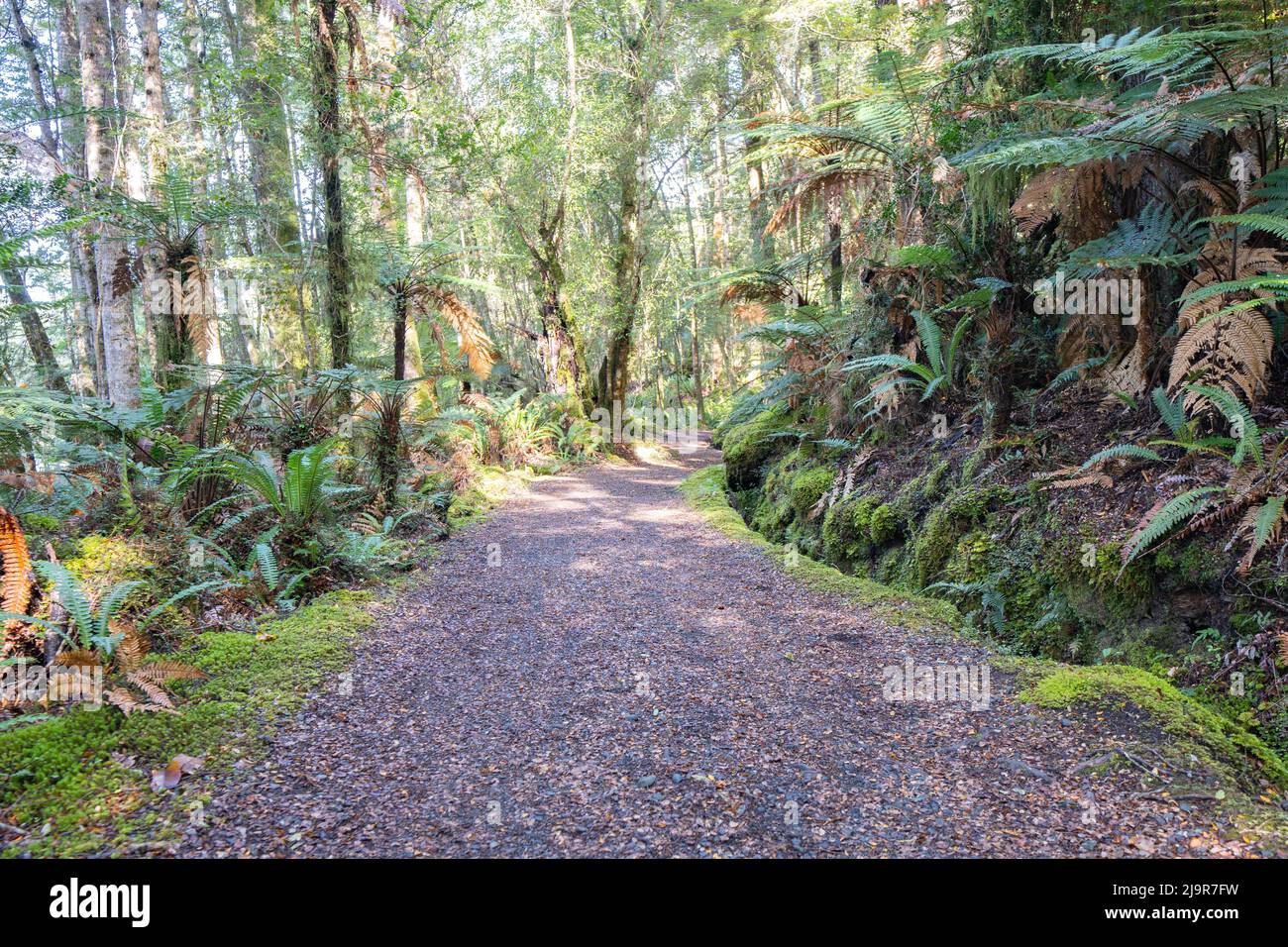 Kepler Track path leading through beech and ferns of rain forest, Te Anau, New Zealand. Stock Photo