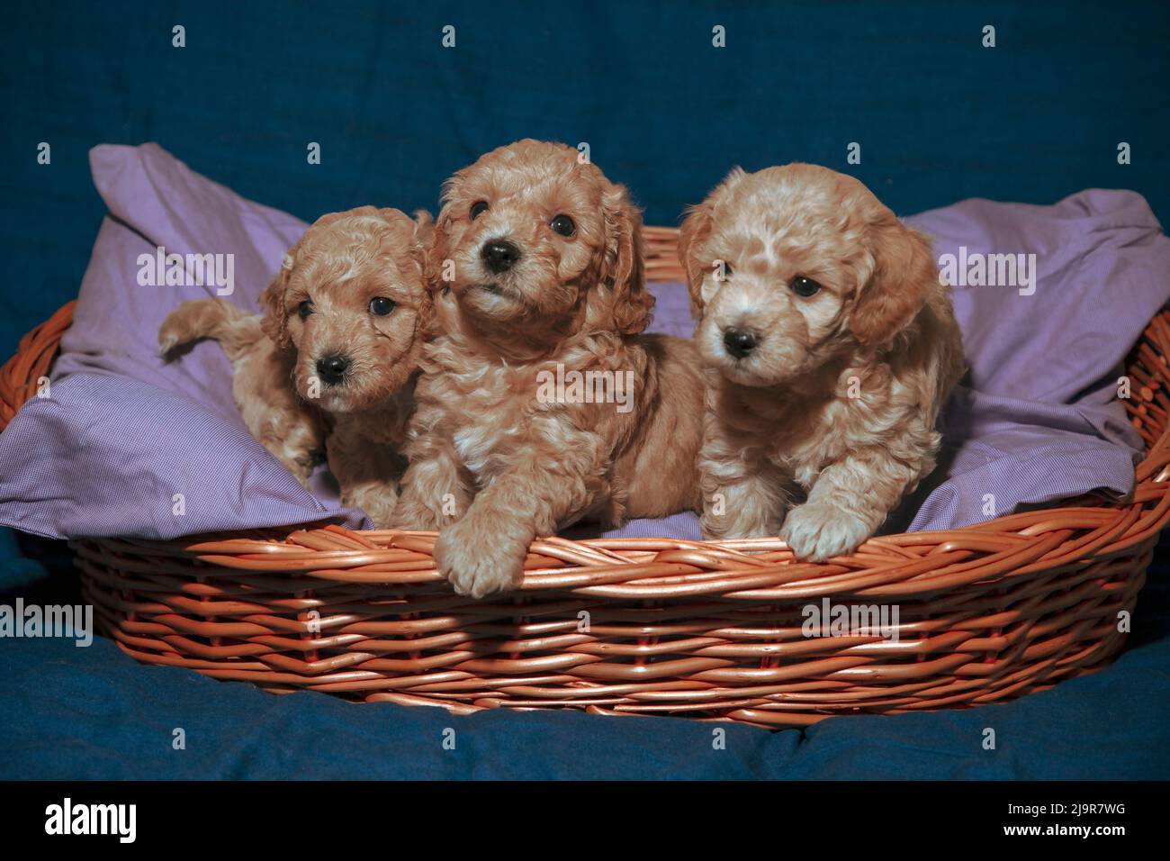 Five-week-old Poochon (Poodle & Bichon mix) puppies posing in a basket Stock Photo