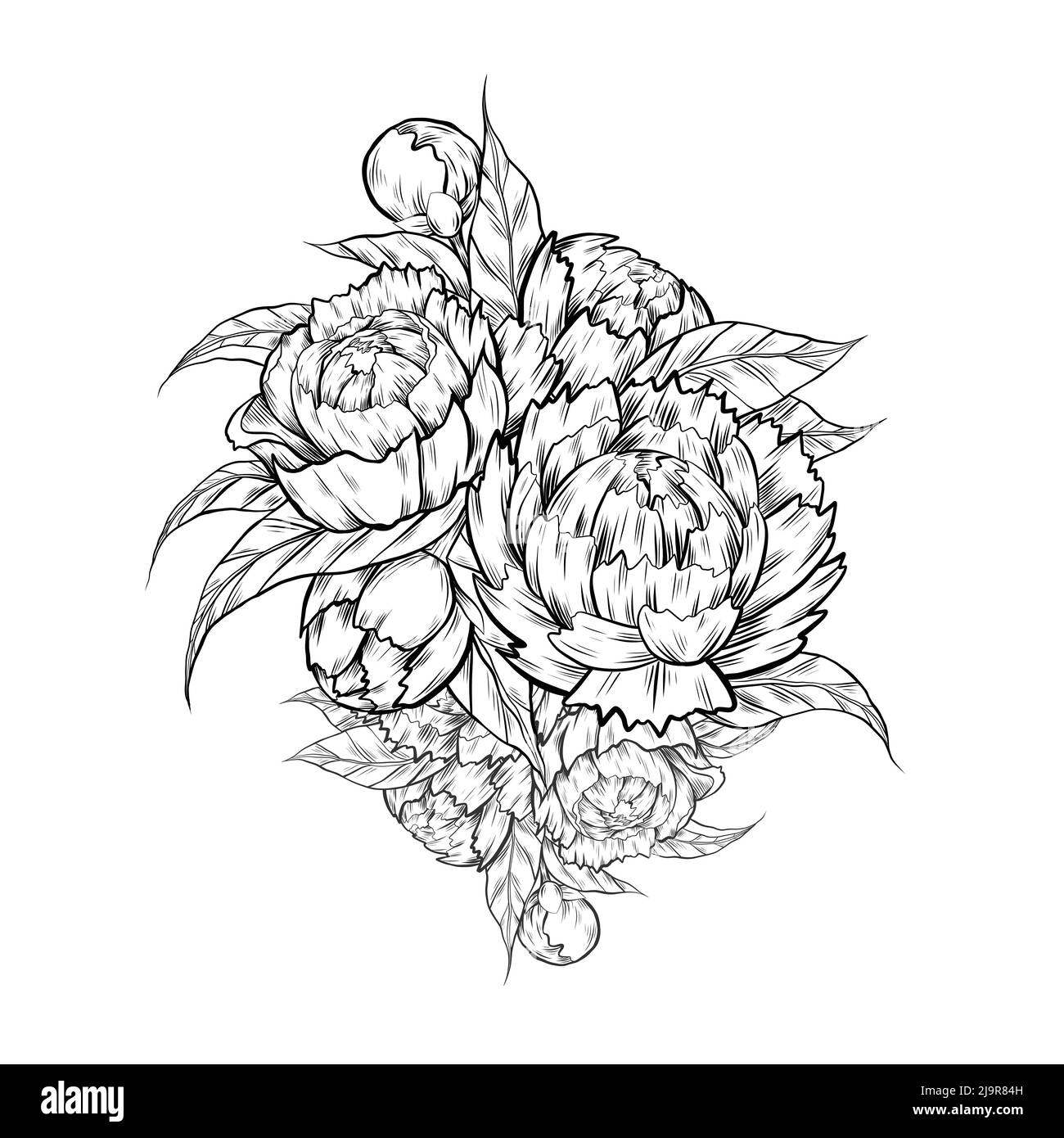 Peony clip art Black and White Stock Photos & Images - Alamy
