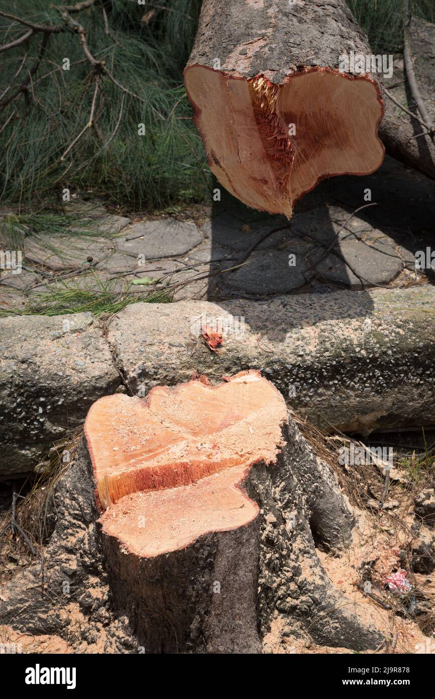 Cut down pine tree nature background Stock Photo Alamy