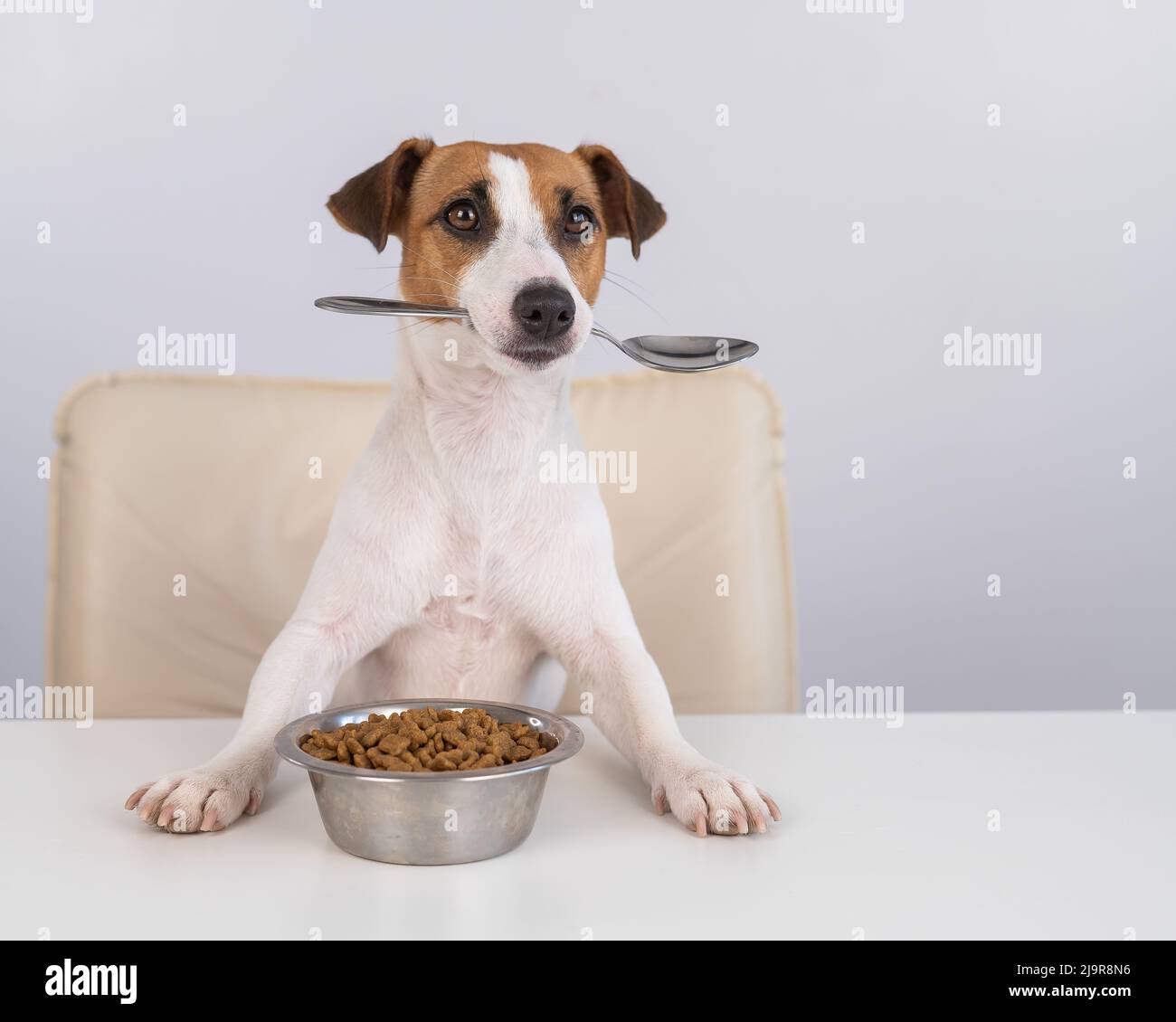 Jack Russell Terrier dog sits at a dinner table with a bowl of dry food