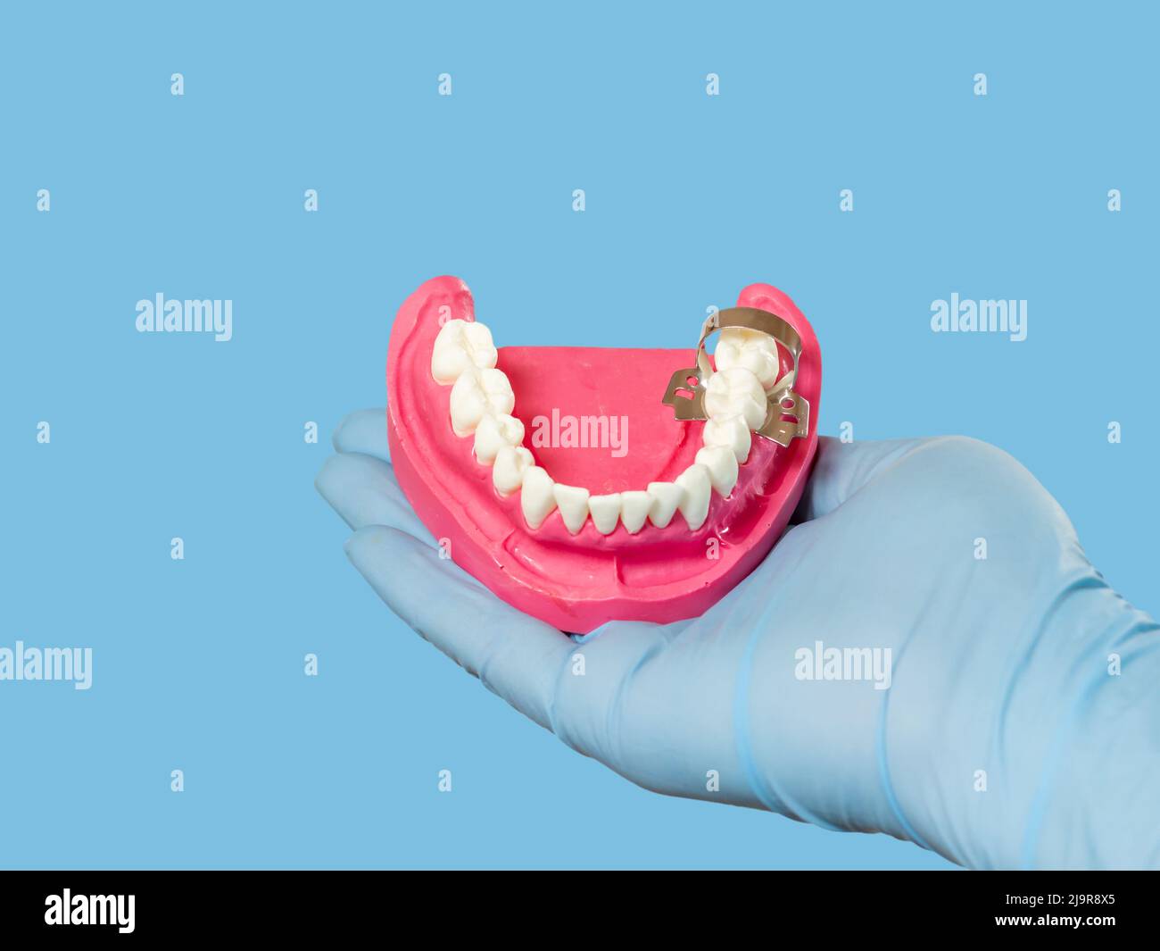 Dentist holding layout of the human jaw Stock Photo - Alamy
