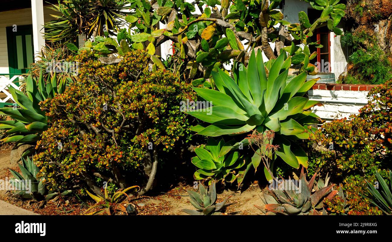 Piles of leaves of tropical plants growing near the house Stock Photo