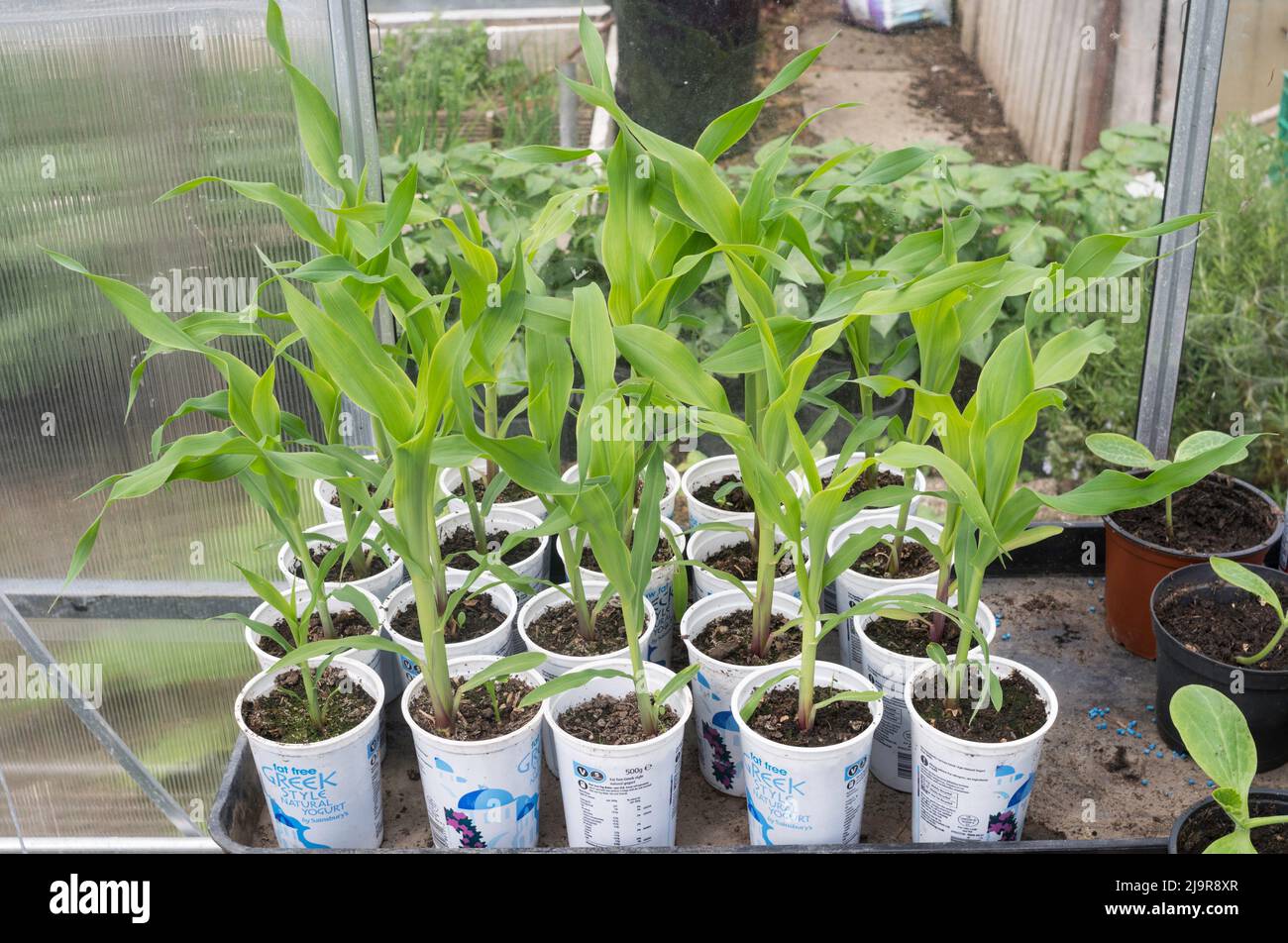 Sweetcorn seedlings variety Earliking F1 planted in recycled plastic yoghurt pots within a greenhouse in England, UK Stock Photo