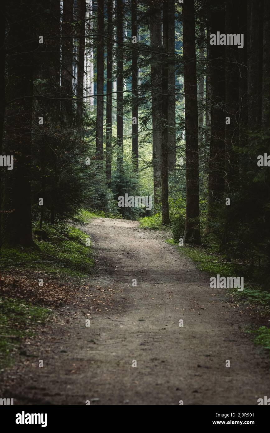 path through lush green spring forest in Emmental Stock Photo - Alamy