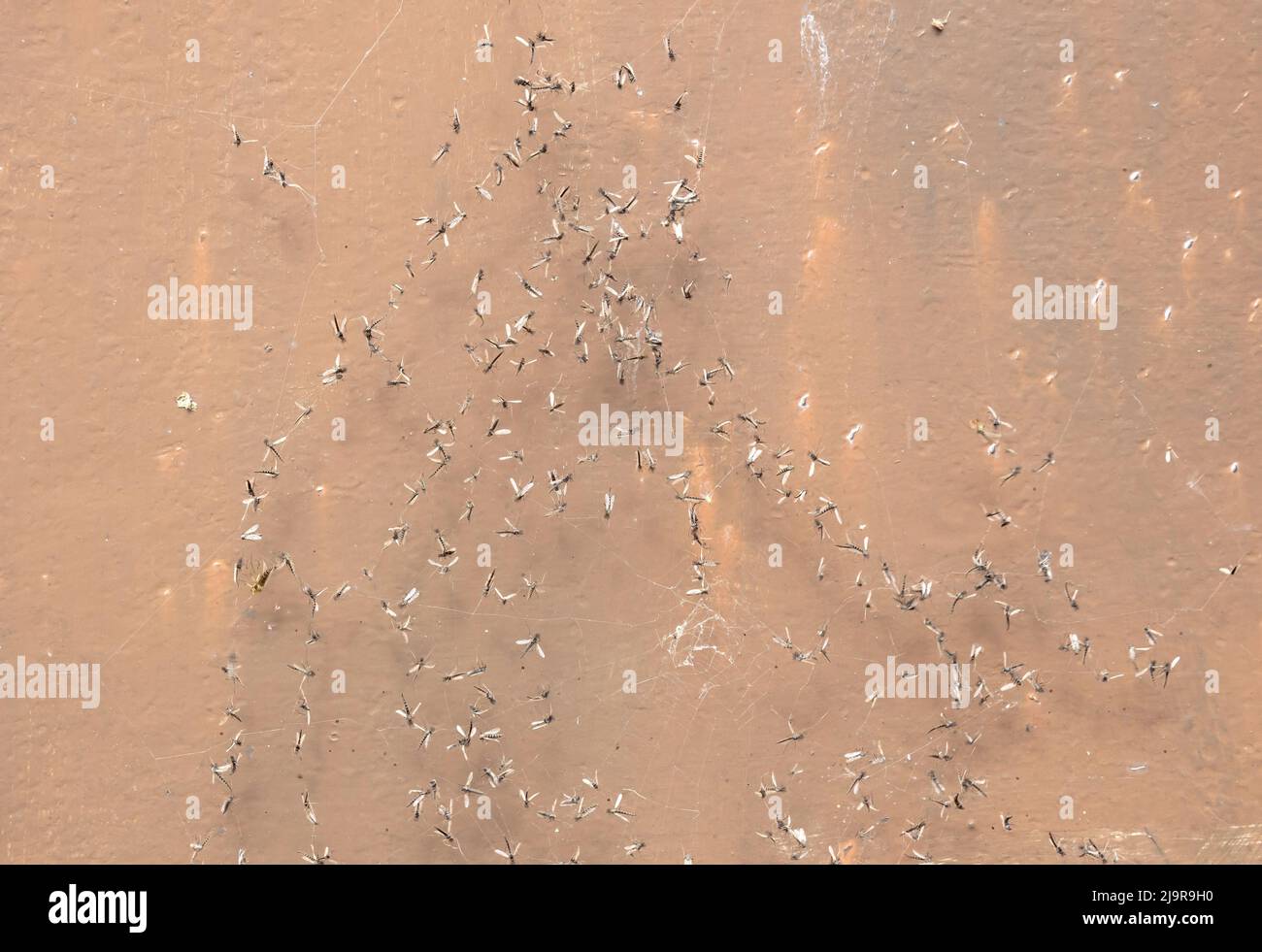 Mosquitoes caught in a spiders web, selective focus Stock Photo