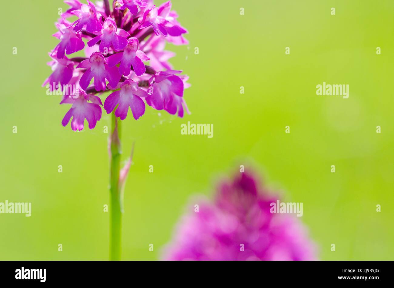 Anacamptis pyramidalis, the pyramidal orchid, is a perennial herbaceous plant belonging to the genus Anacamptis of the family Orchidaceae. Stock Photo