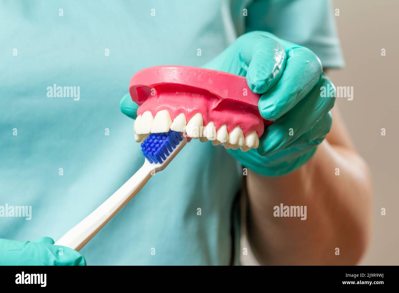 Dentist with toothbrush and layout of the human jaw Stock Photo - Alamy