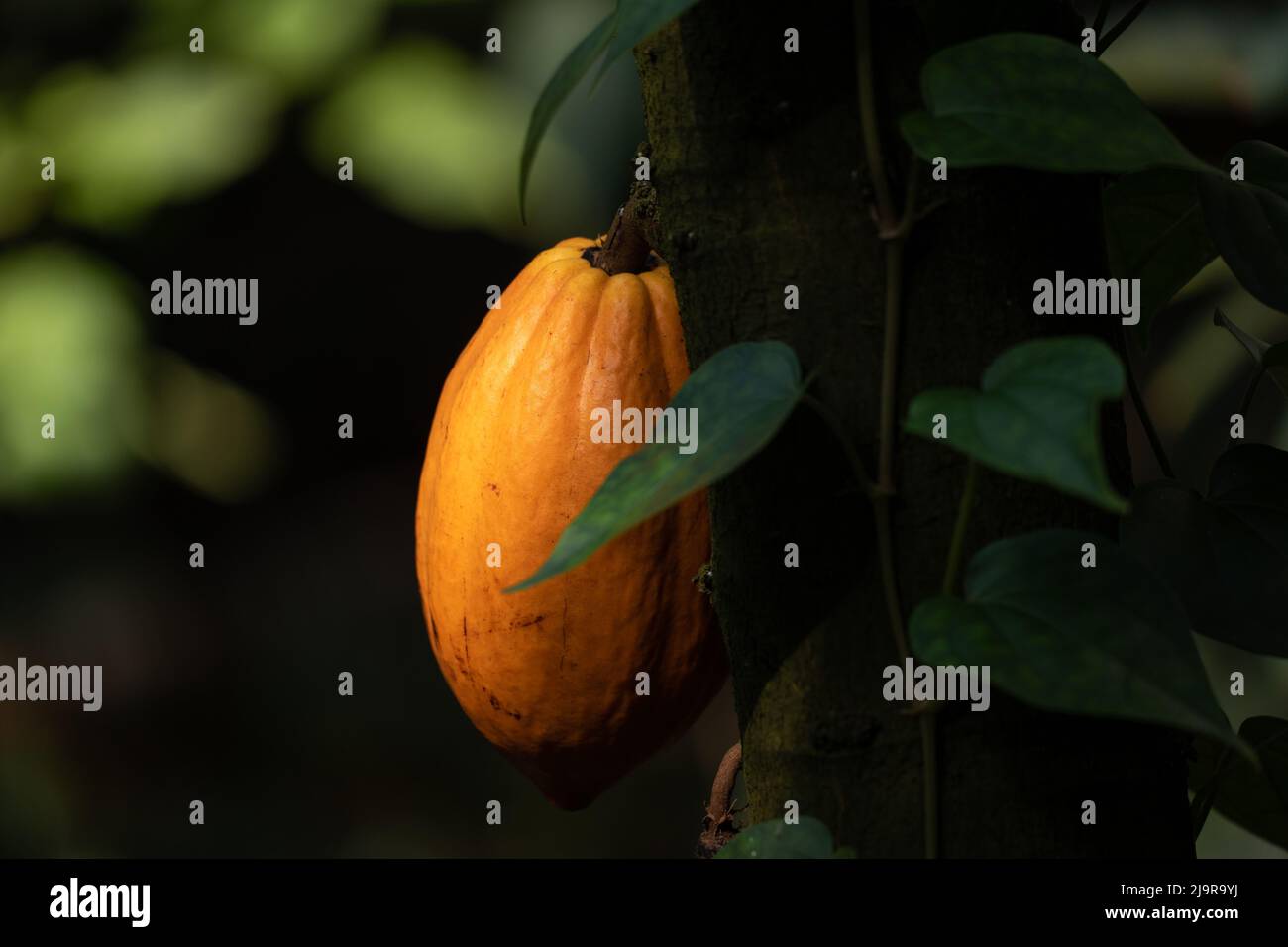 Cacao tree, Theobroma cacao L. (cocoa) fruit on trunk of evergreen tree in the family Malvaceae. Stock Photo