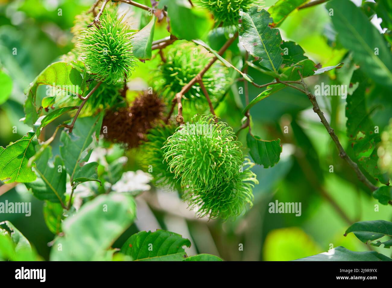 Fresh rambutan on tree branch Stock Photo - Alamy