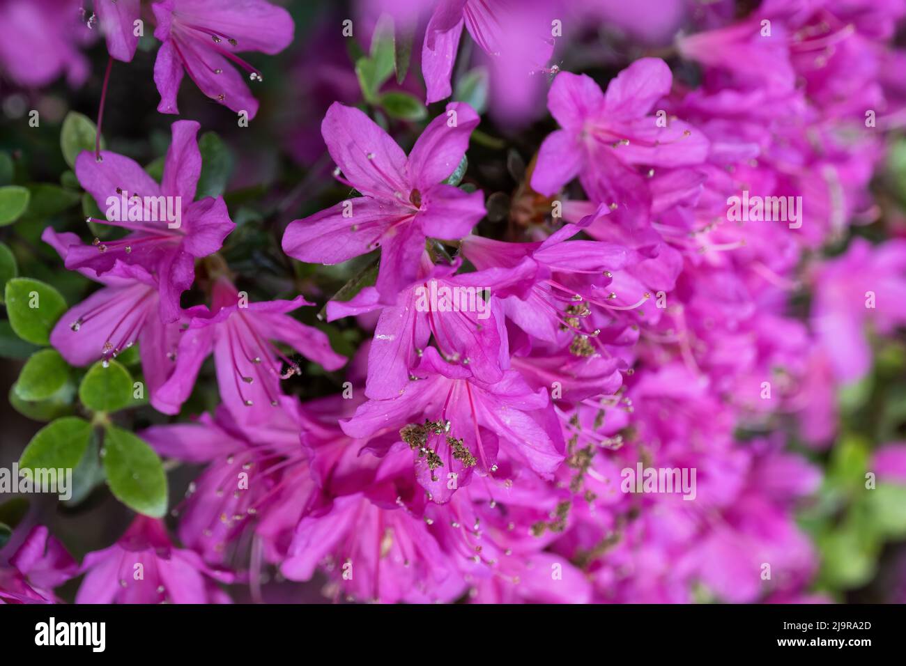 Rhododendron Nova Zembla blooming flowers, evergreen shrub in the family Ericaceae. Stock Photo