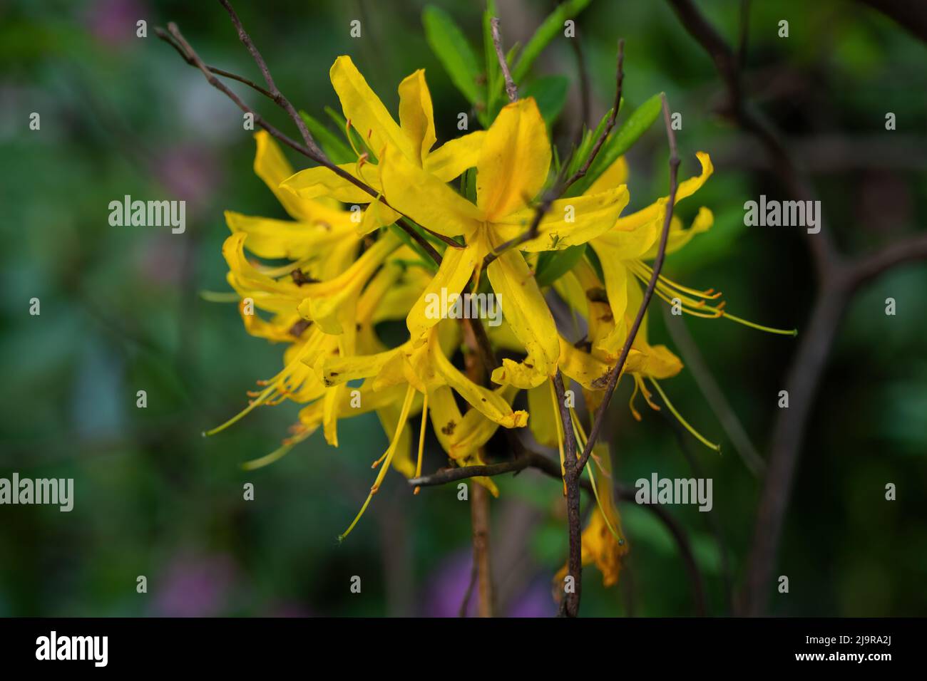 Blooming flower of Rhododendron Luteum Sweet, Yellow Azalea or Honeysuckle Azalea, flowering plant in the family Ericaceae. Stock Photo