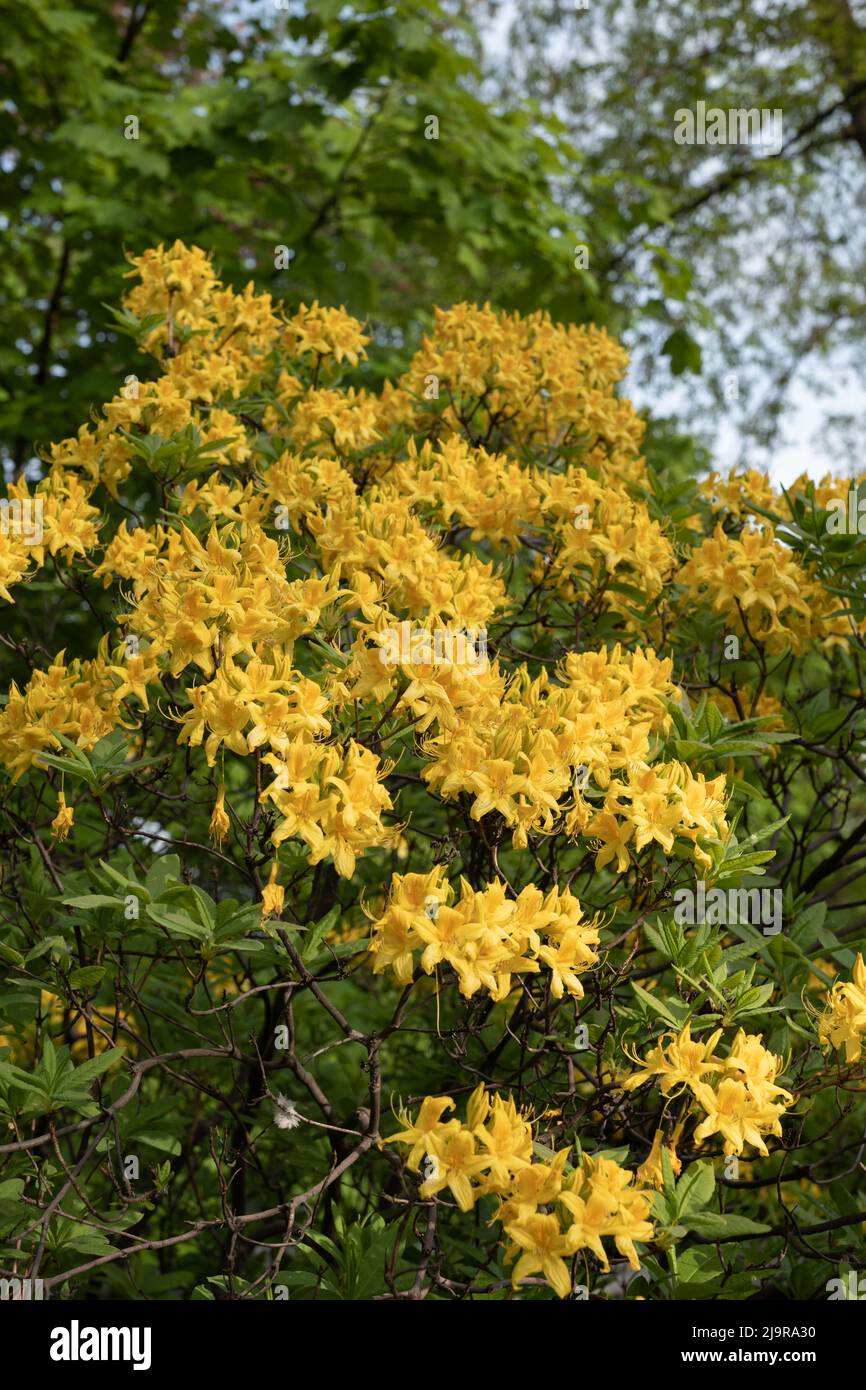 Rhododendron Luteum Sweet, Yellow Azalea or Honeysuckle Azalea blooming