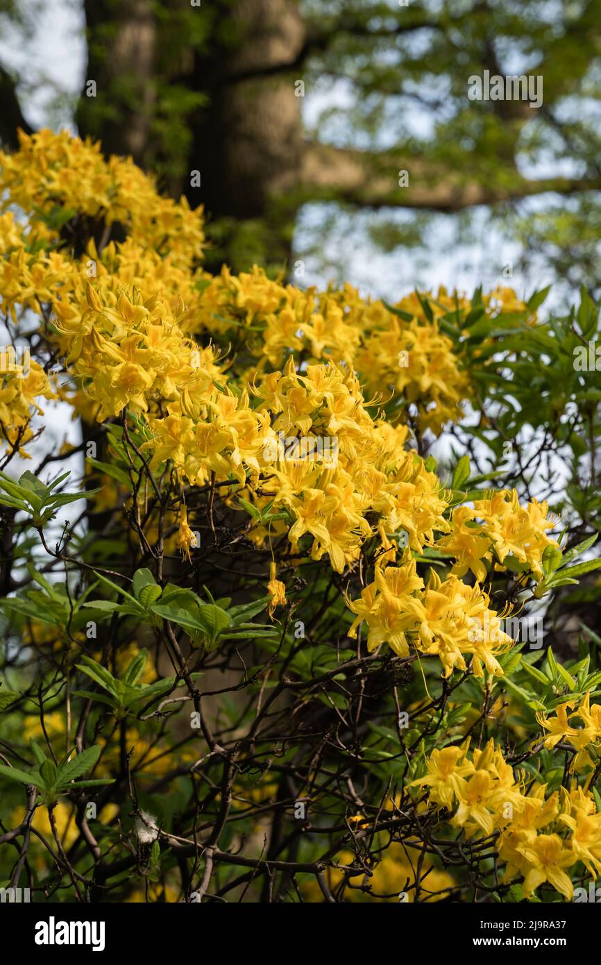 Rhododendron Luteum Sweet, Yellow Azalea or Honeysuckle Azalea blooming flowers in the family Ericaceae. Stock Photo