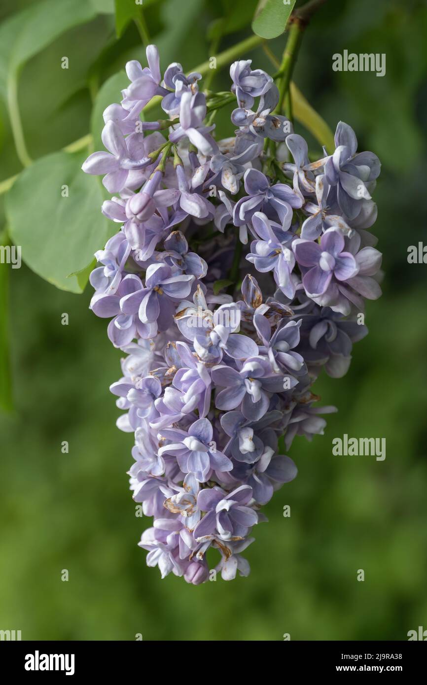 Common Lilac Syringa vulgaris Marechal Lannes blooming flowers, flowering plant in the olive family Oleaceae. Stock Photo
