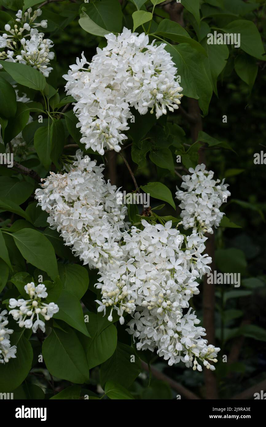 Common lilac Syringa vulgaris L. 'Liliana' with white blooming flowers, olive family Oleaceae. Stock Photo