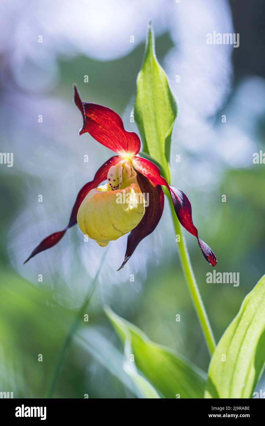 Cypripedium calceolus is a lady's-slipper orchid, and the type species of the genus Cypripedium. Stock Photo