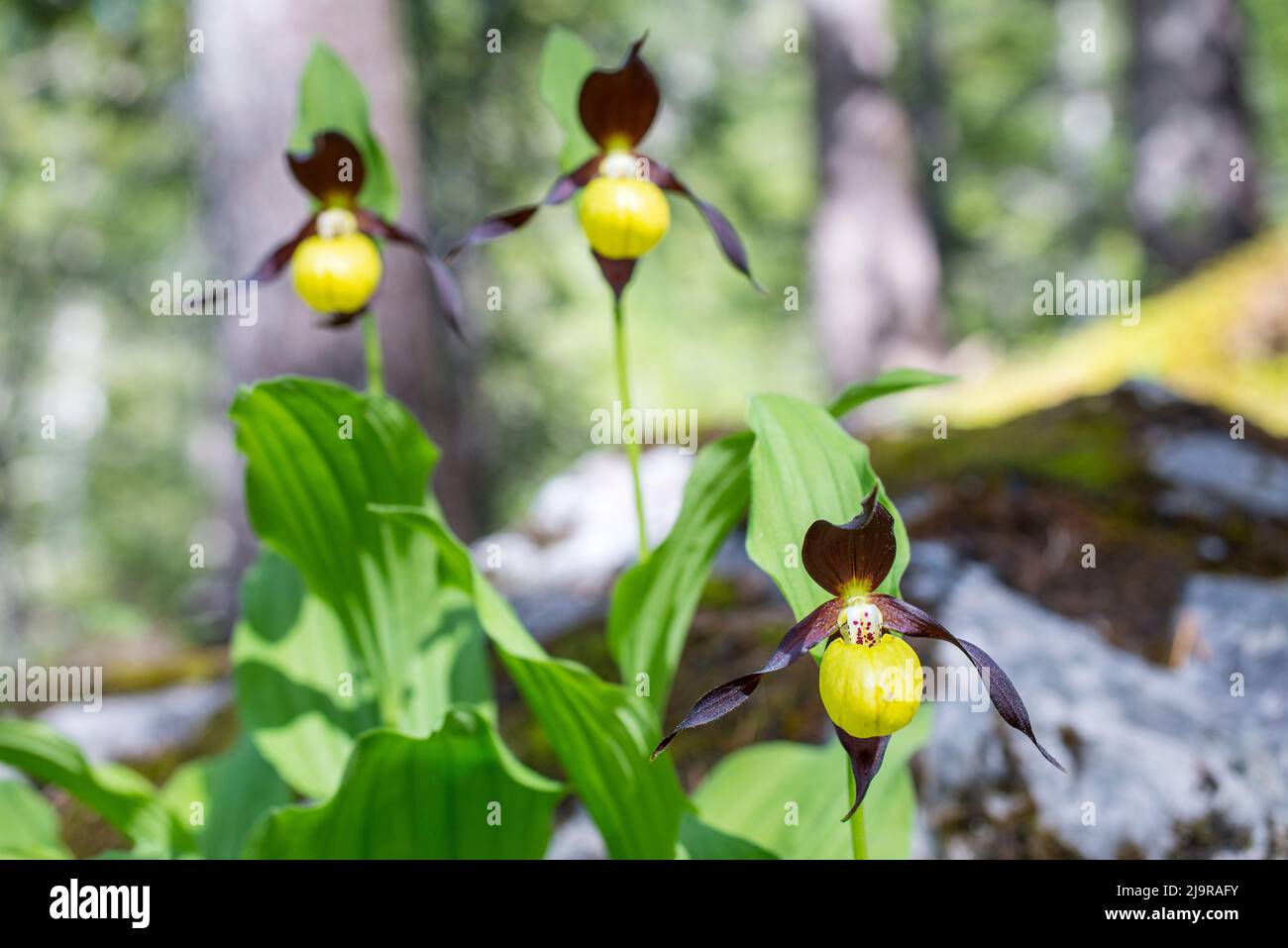 Cypripedium calceolus is a lady's-slipper orchid, and the type species of the genus Cypripedium. Stock Photo