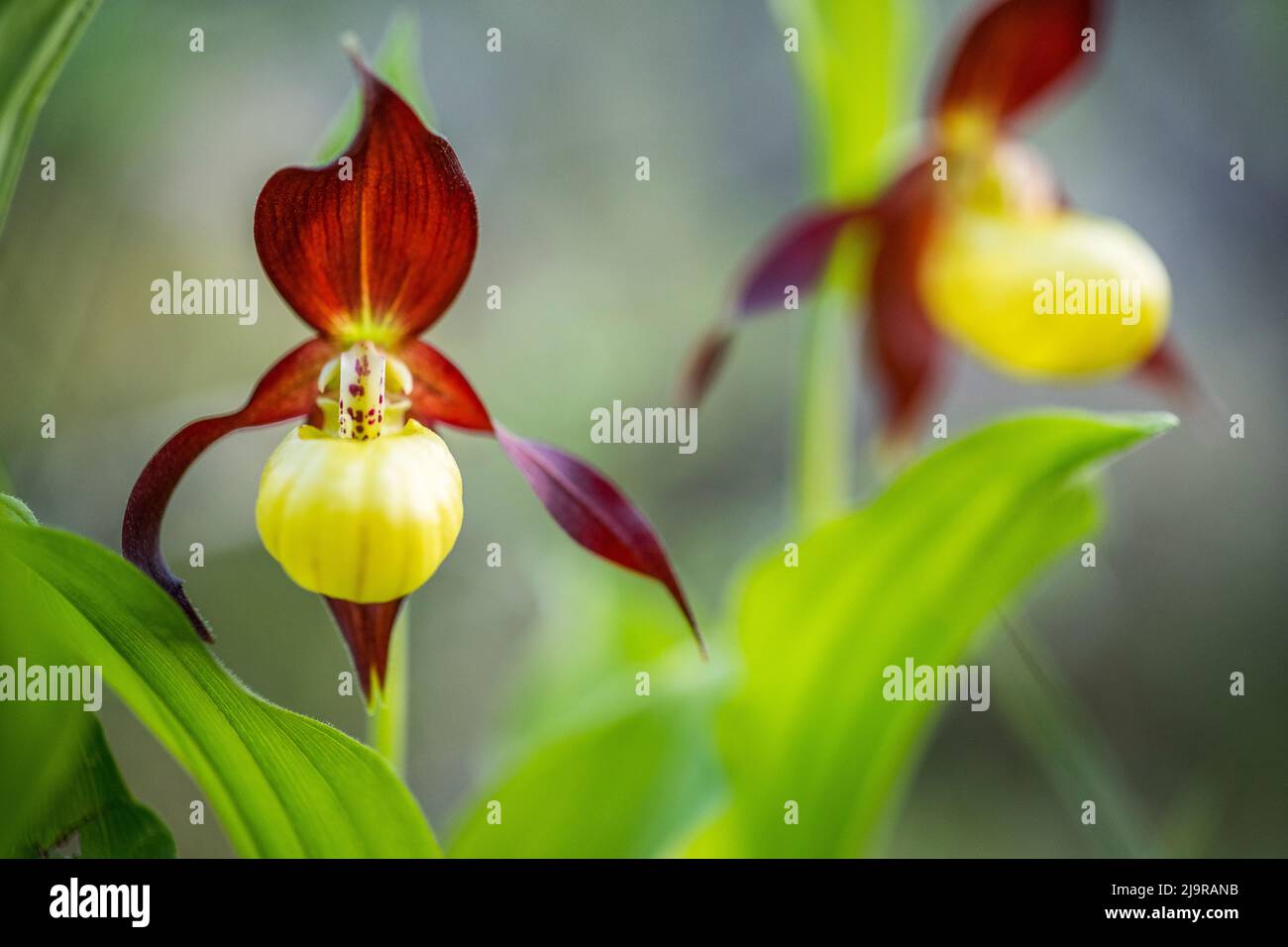 Cypripedium calceolus is a lady'sslipper orchid, and the type species