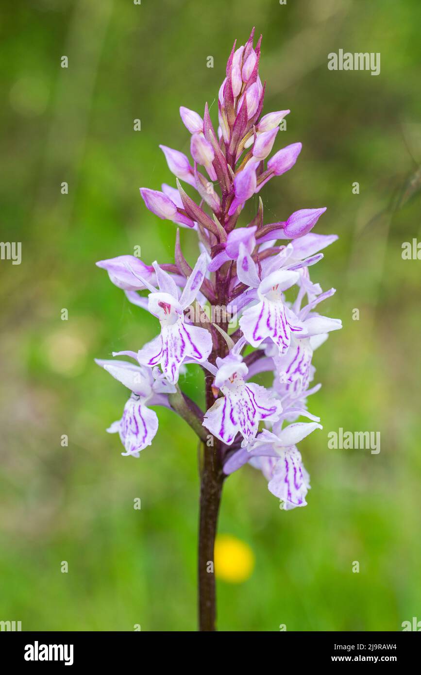 Dactylorhiza fuchsii, the common spotted orchid, is a species of flowering plant in the orchid family Orchidaceae. Stock Photo