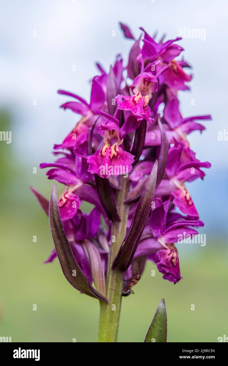 Dactylorhiza sambucina, the elder-flowered orchid, is an herbaceous plant belonging to the family Orchidaceae. Stock Photo