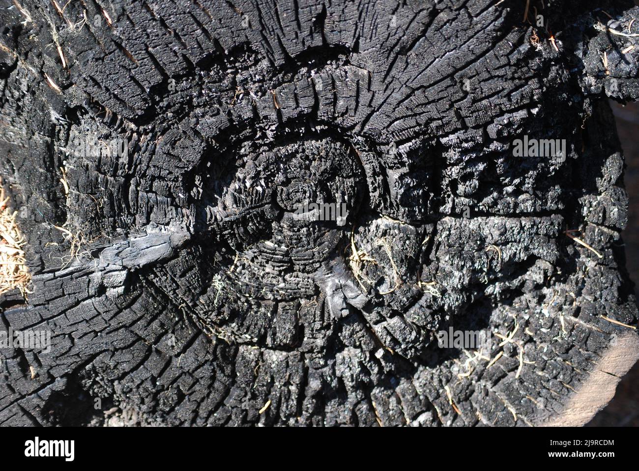 Fire Swept Forests in the Cascade Mountains Stock Photo Alamy