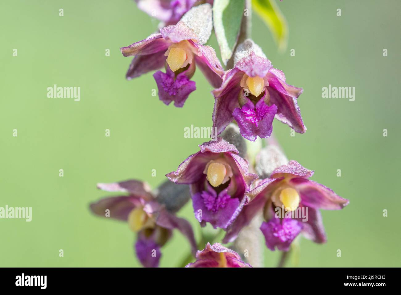 Epipactis atrorubens, the dark-red helleborine or royal helleborine, is an herbaceous plant in the orchid family, Orchidaceae. Stock Photo