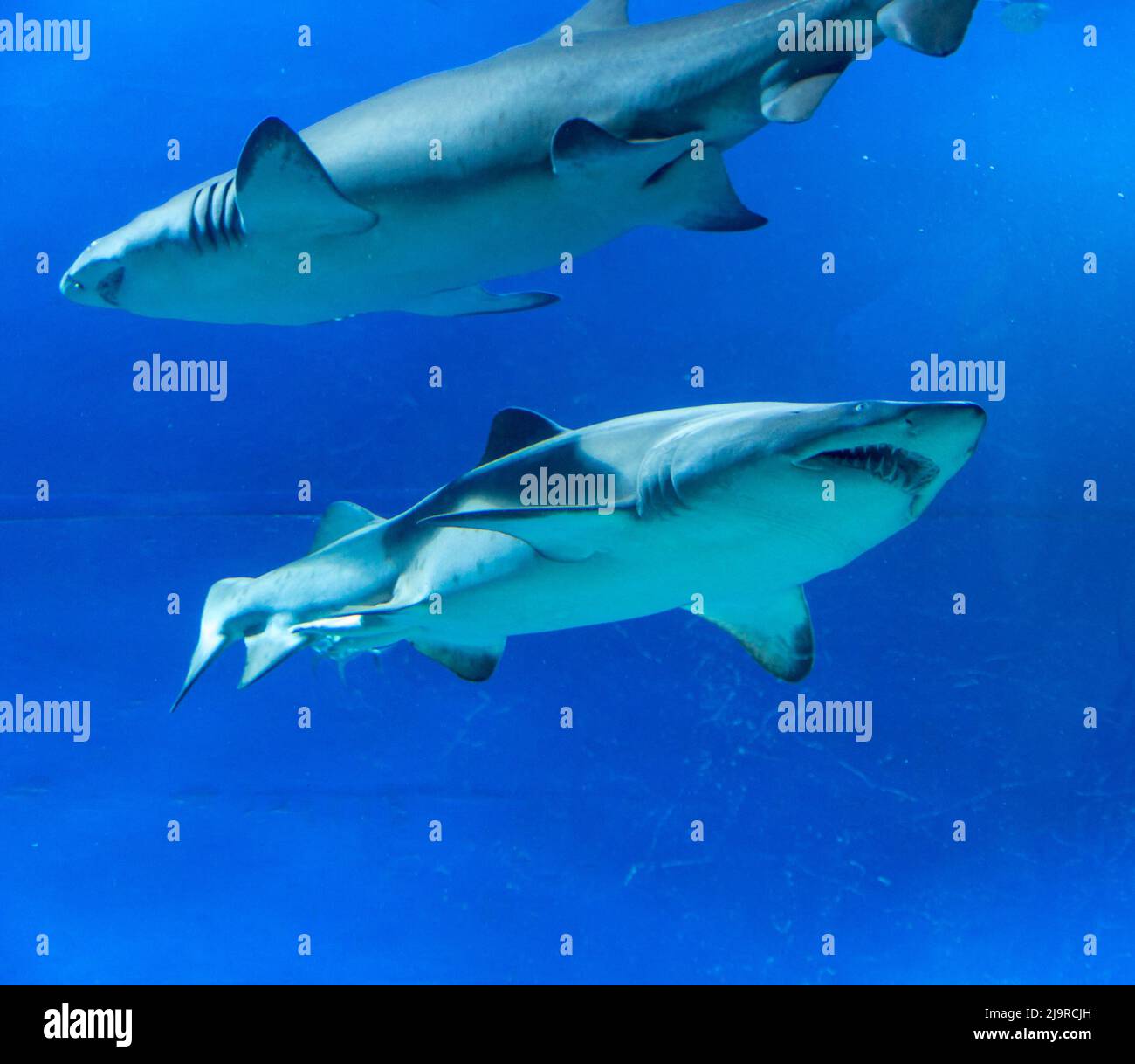 Tiger Shark along the shallow water as a school of fish follows Stock