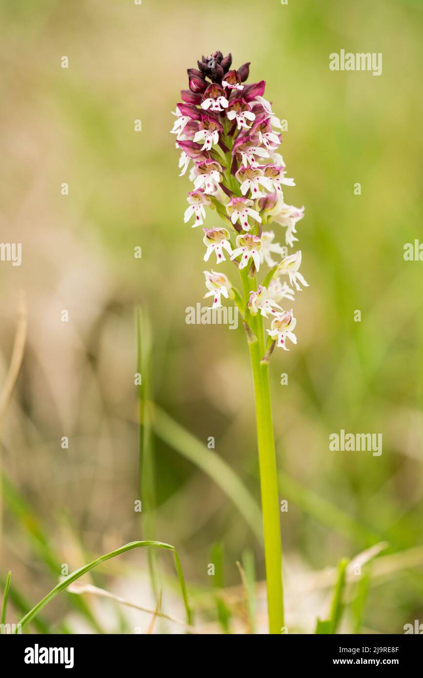 Neotinea ustulata (syn. Orchis ustula), the burnt orchid or burnt-tip orchid, is a European terrestrial orchid. Stock Photo