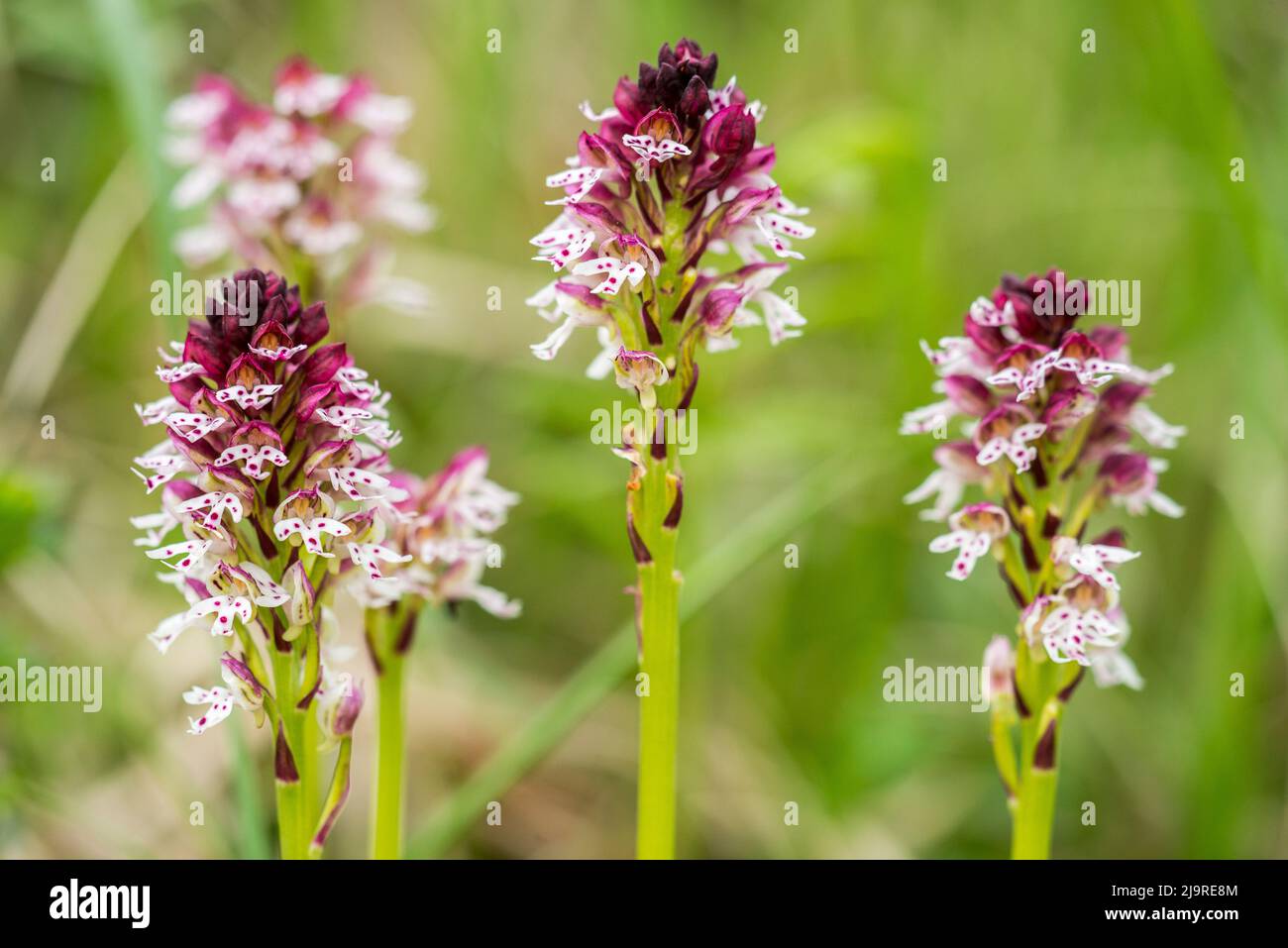 Neotinea ustulata (syn. Orchis ustula), the burnt orchid or burnt-tip orchid, is a European terrestrial orchid. Stock Photo