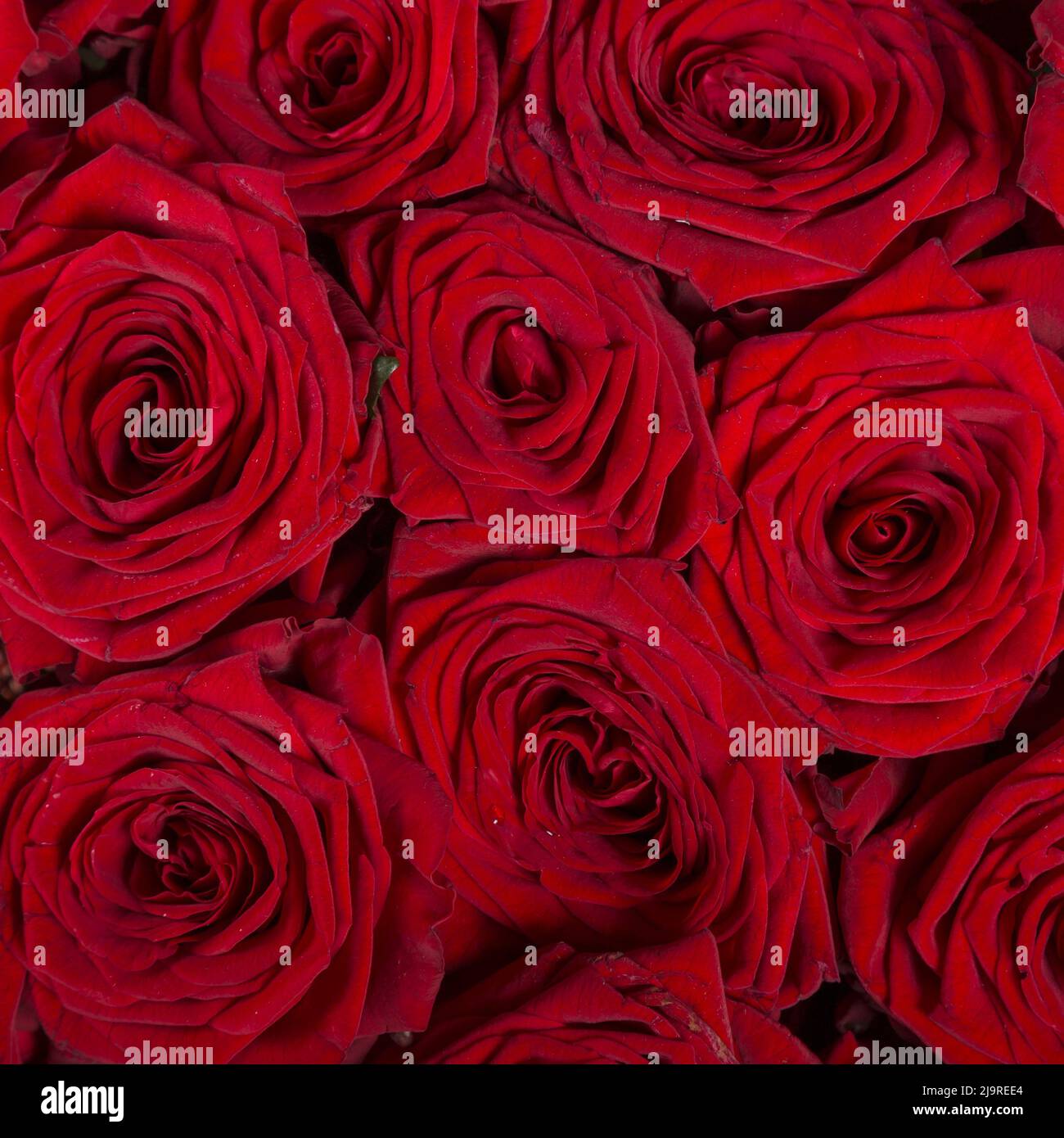 View Red Top view red roses hi-res stock photography and images - Alamy