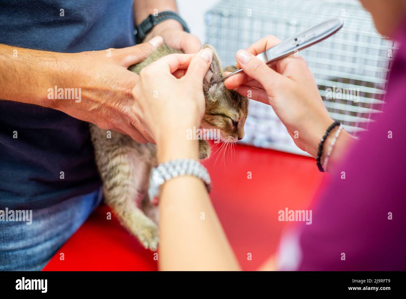 Veterinarian cleans ears cat in the vet clinic, animal concept Stock Photo