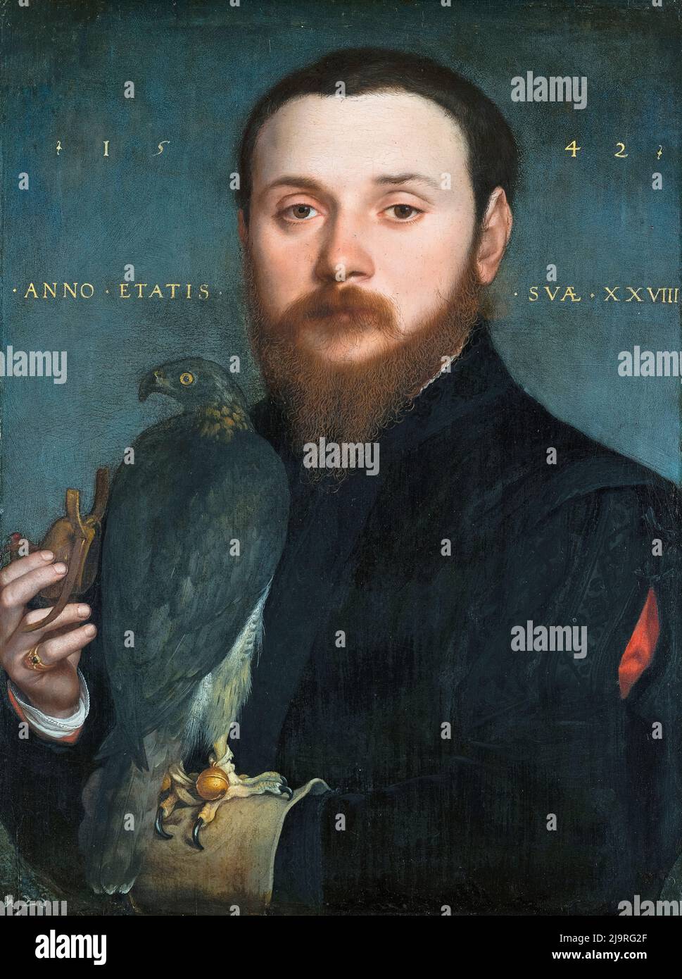 Hans Holbein the Younger, Portrait of a Nobleman with a Hawk, painting in oil on panel, 1542 Stock Photo