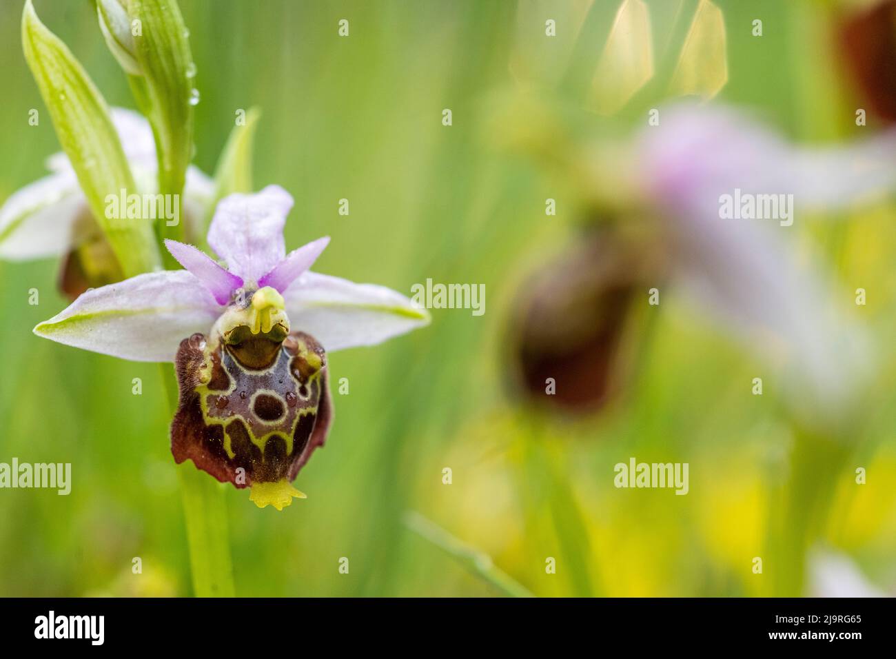 Ophrys holosericea, the late spider orchid, is a species of flowering plant in the family Orchidaceae. Stock Photo