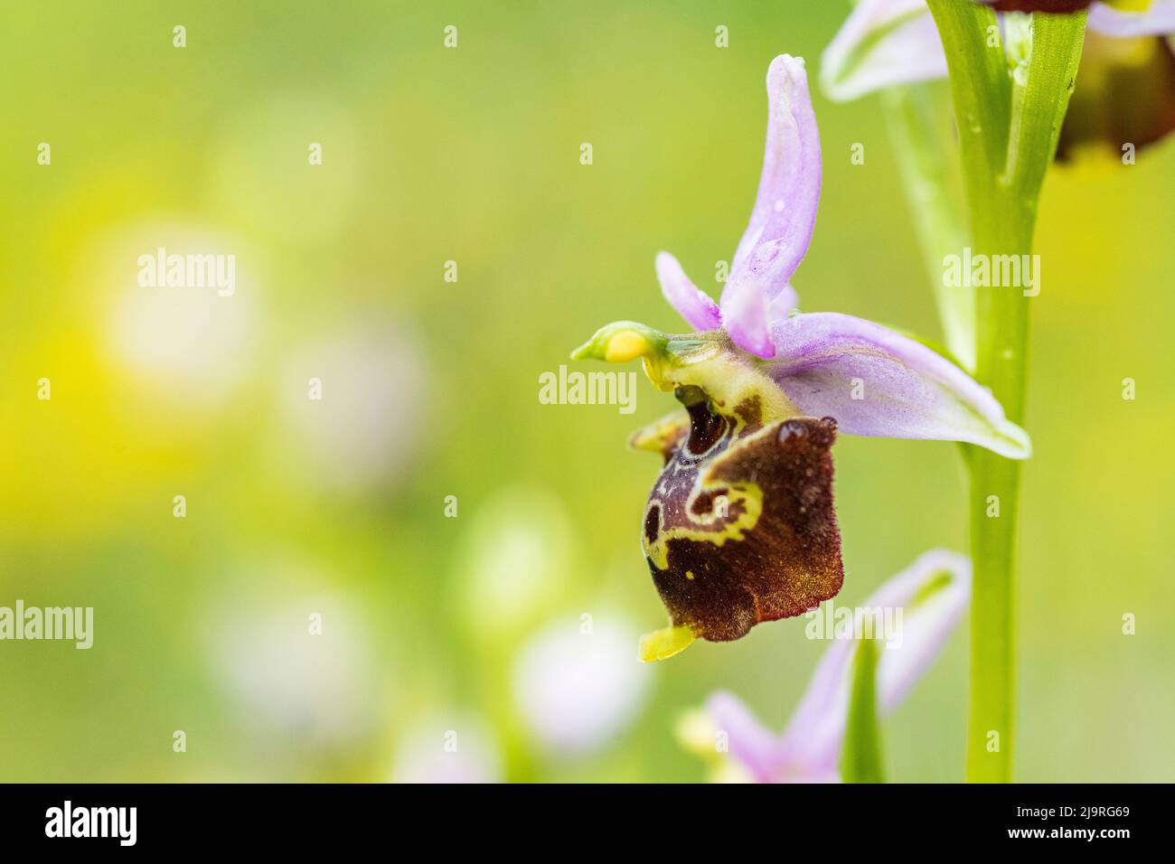 Ophrys holosericea, the late spider orchid, is a species of flowering plant in the family Orchidaceae. Stock Photo