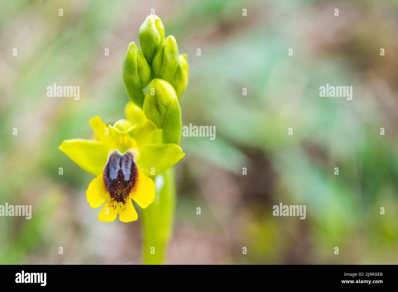 Ophrys lutea, the yellow bee-orchid, is a species of orchid native to southern Europe, North Africa, and the Middle East. Stock Photo
