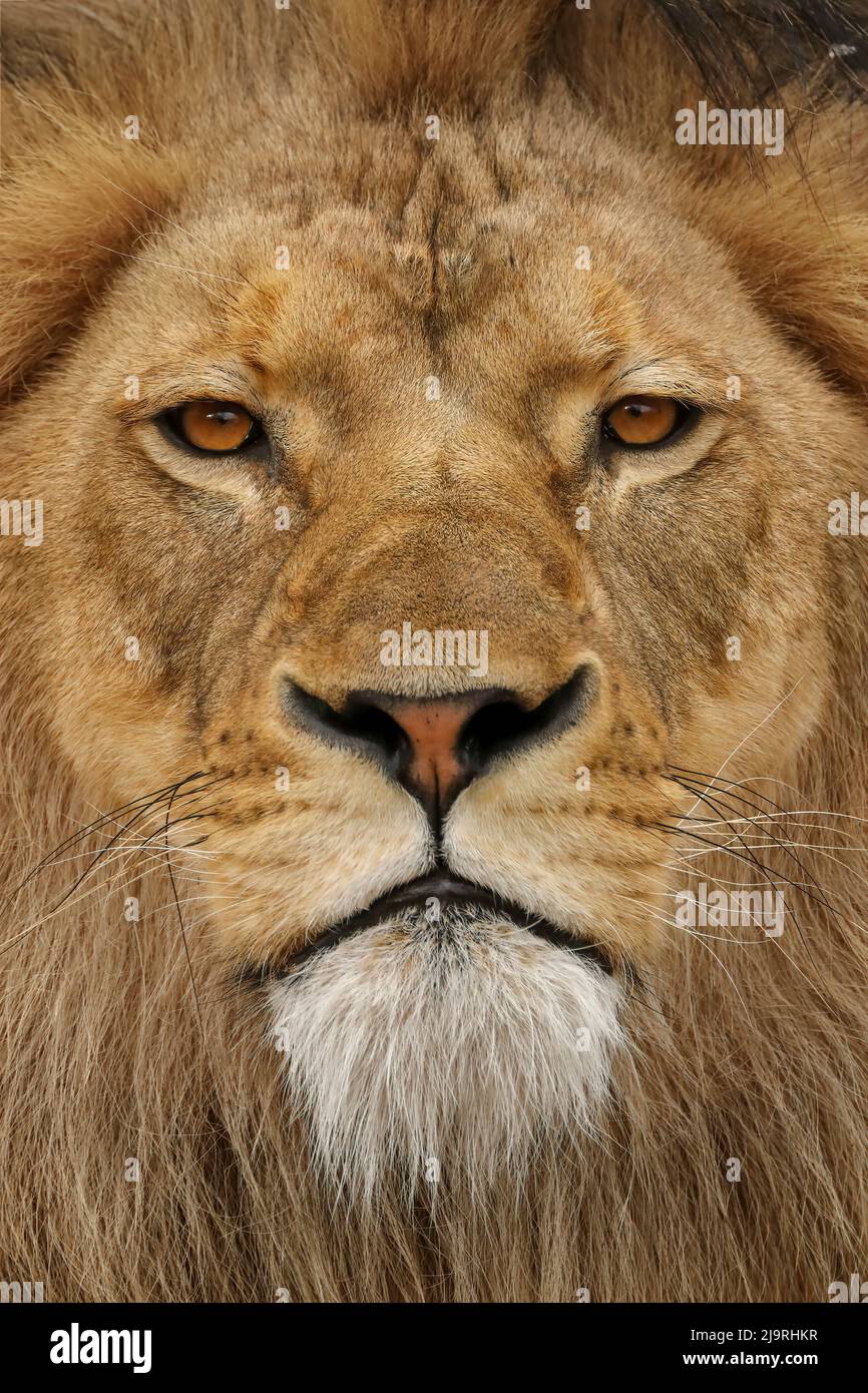 Male masai mara lion hi-res stock photography and images - Alamy