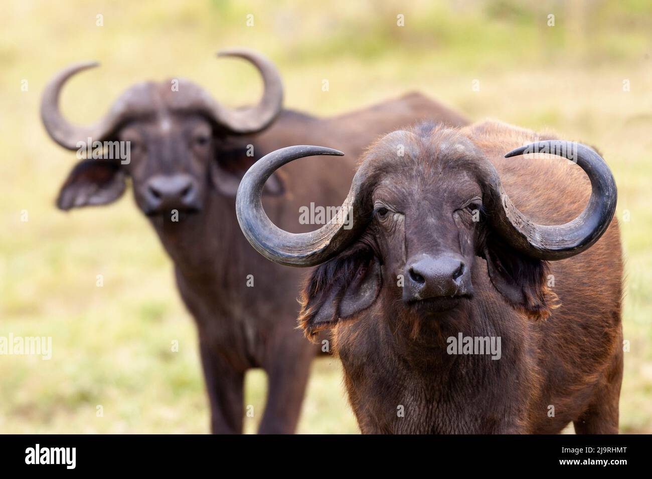 Africa, Tanzania. Headshot of a cape buffalo. Stock Photo