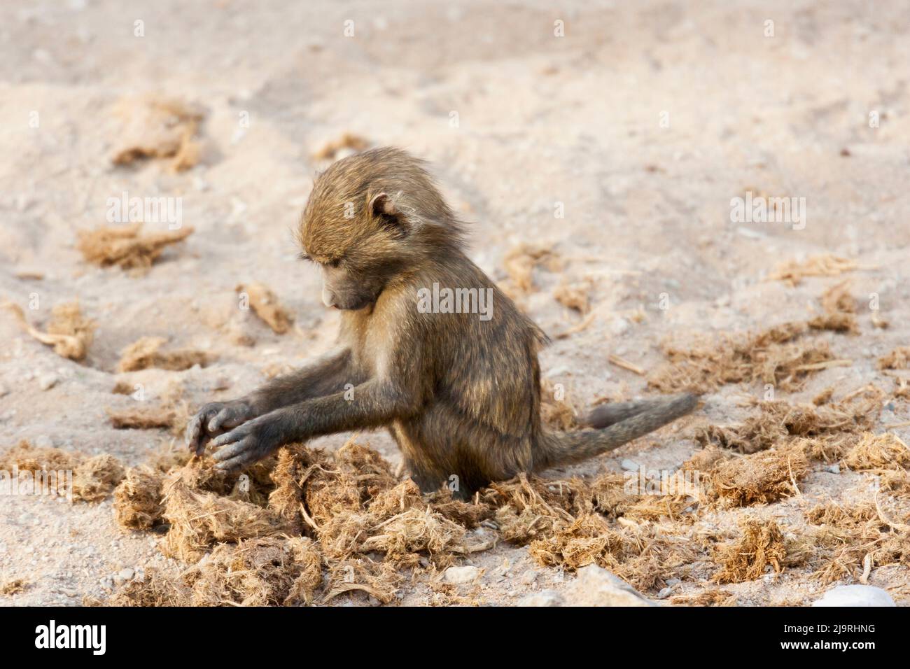 Baboon droppings hi-res stock photography and images - Alamy