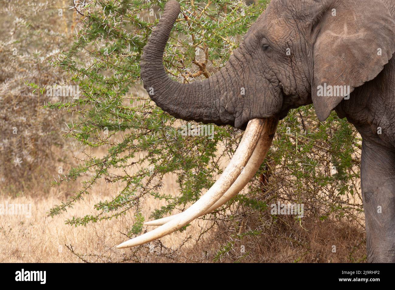 Africa, Tanzania, African bush elephant. A big tusker eats from a