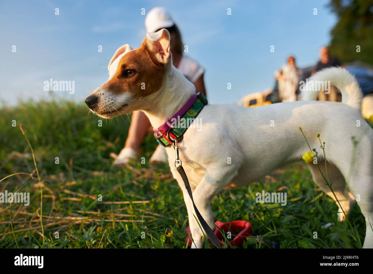 Side view of white dog with brown ears and bright collar looking forward outside. Jack russell terrier raising leg, having break with people on background. Concept of life with animals. Stock Photo