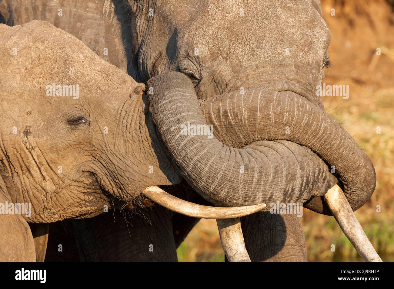 Africa Tanzania African Bush Elephant Portrait Of Two Elephants With Their Trunks Entwined 5544