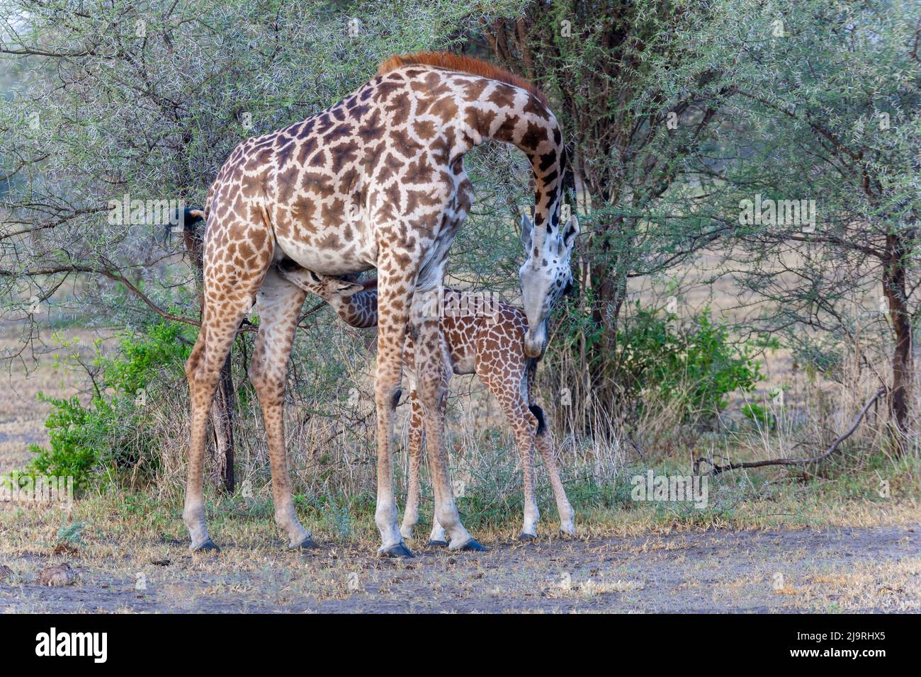 Africa, Tanzania. A young giraffe suckles. Stock Photo